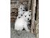 PoulaTo: Westie terrier